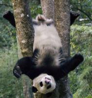 Wolong Panda Base